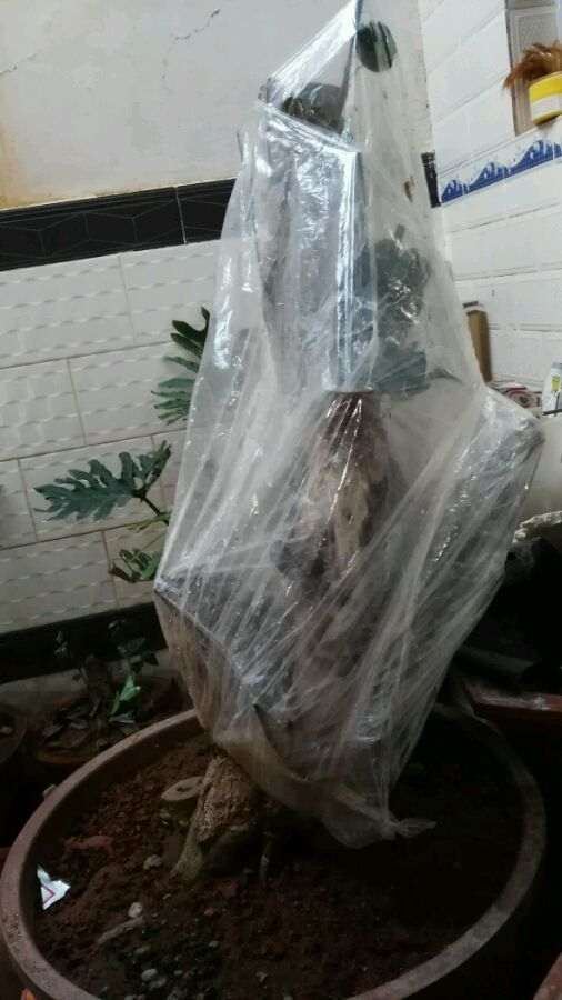 油茶下山桩 期待成活中