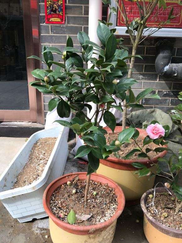 油茶下山桩 期待成活中