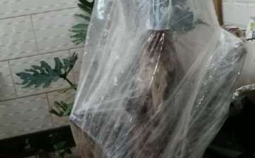 油茶下山桩 期待成活中 可以吗 图片