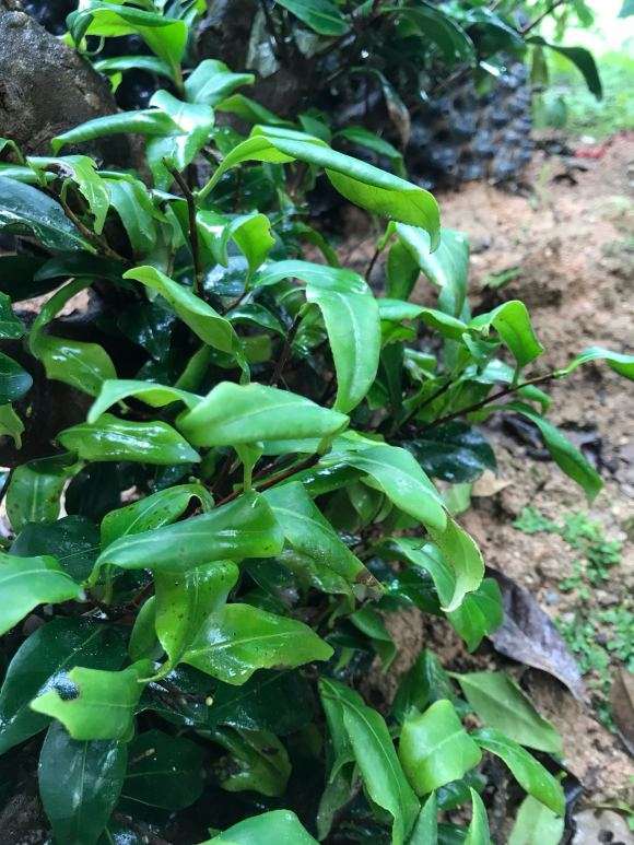 去年买的茶花下山桩卷叶是怎么回事