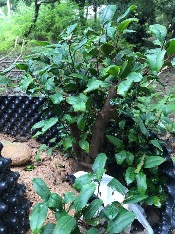 去年买的茶花下山桩卷叶是怎么回事