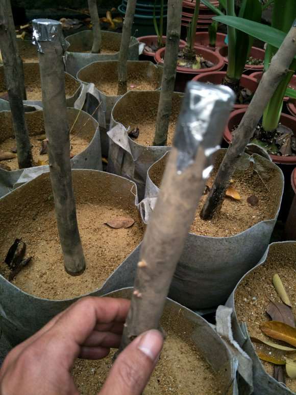 茶花下山桩能下施用复合肥