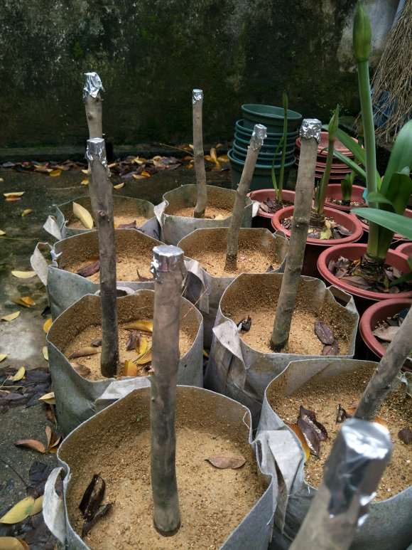 茶花下山桩能下施用复合肥