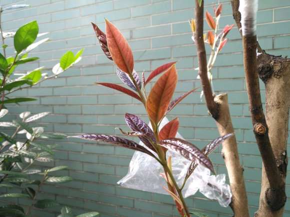 图解 扶缓金花茶下山桩做枮改接的方法