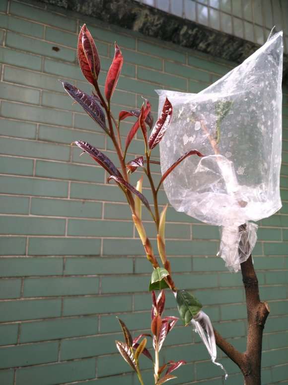 图解 扶缓金花茶下山桩做枮改接的方法