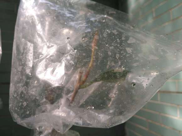 图解 扶缓金花茶下山桩做枮改接的方法