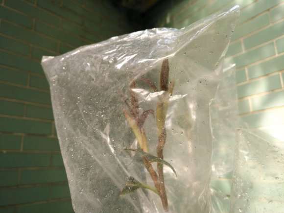图解 扶缓金花茶下山桩做枮改接的方法
