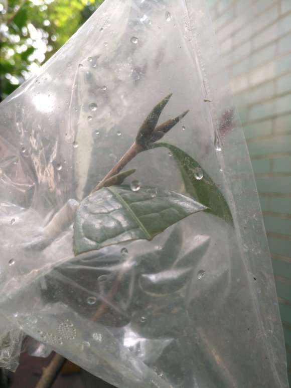 图解 扶缓金花茶下山桩做枮改接的方法