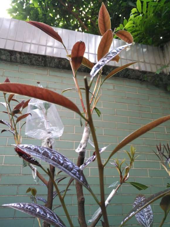 图解 扶缓金花茶下山桩做枮改接的方法