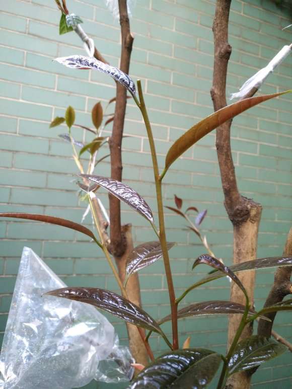 图解 扶缓金花茶下山桩做枮改接的方法