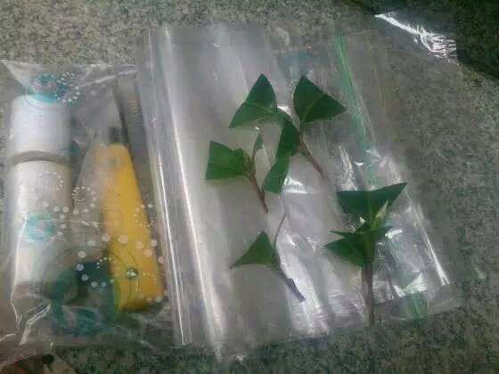 图解 扶缓金花茶下山桩做枮改接的方法