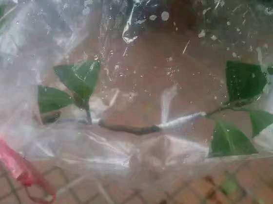 图解 扶缓金花茶下山桩做枮改接的方法