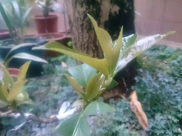 图解 扶缓金花茶下山桩做枮改接的方法