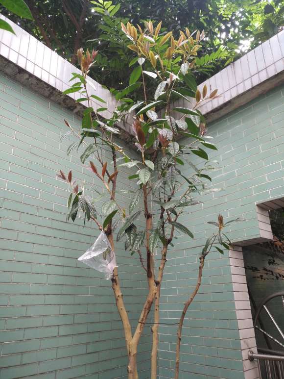 茶花下山桩发芽成这样可以下肥吗 图片