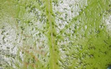 茶花下山桩叶子背面这样 是什么虫子