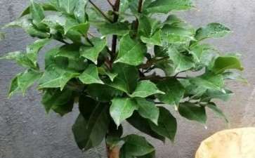 茶花下山桩是嫁接的好 还是原生的好