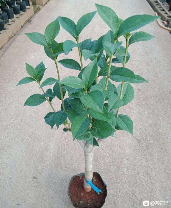 云南茶花下山桩为什么这么贵