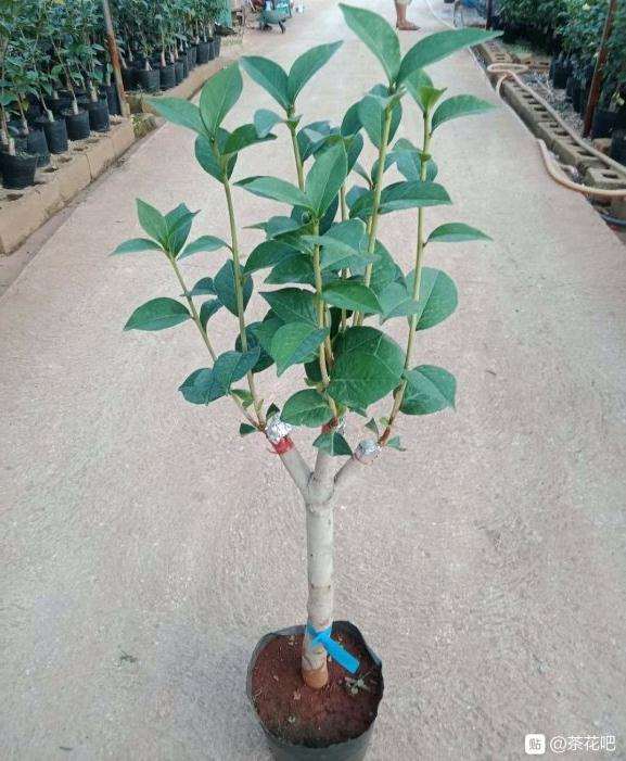 云南茶花下山桩为什么这么贵