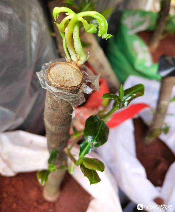 3月初栽的茶花下山桩 现已发芽