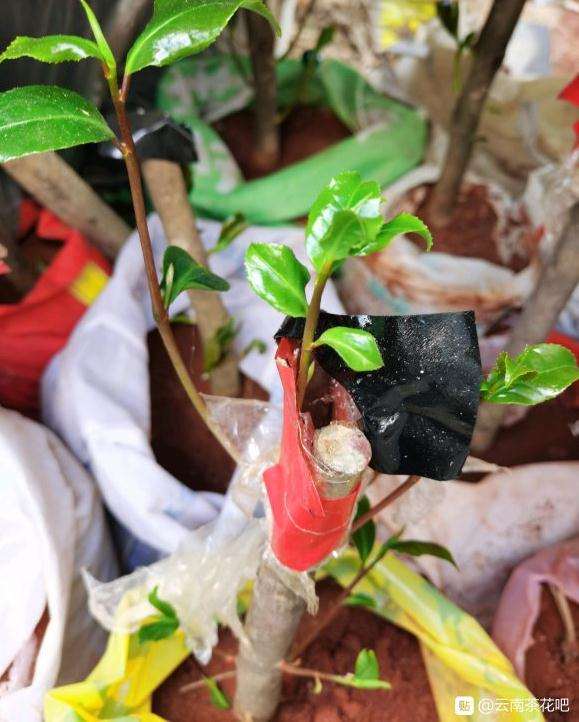 3月初栽的茶花下山桩 现已发芽