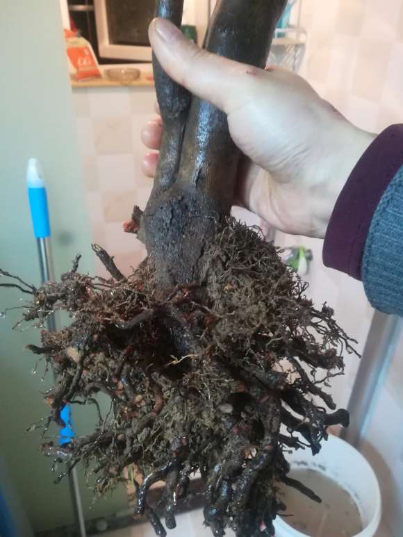 去年2棵小茶花下山桩 半死状态