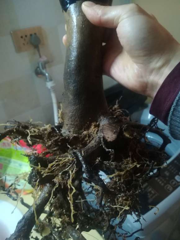 去年2棵小茶花下山桩 半死状态