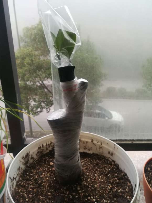 去年2棵小茶花下山桩 半死状态