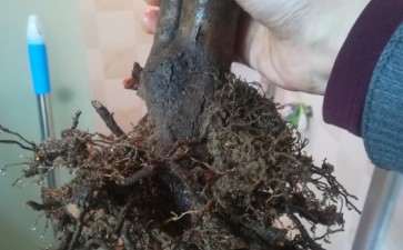 去年2棵小茶花下山桩 半死状态 怎么办