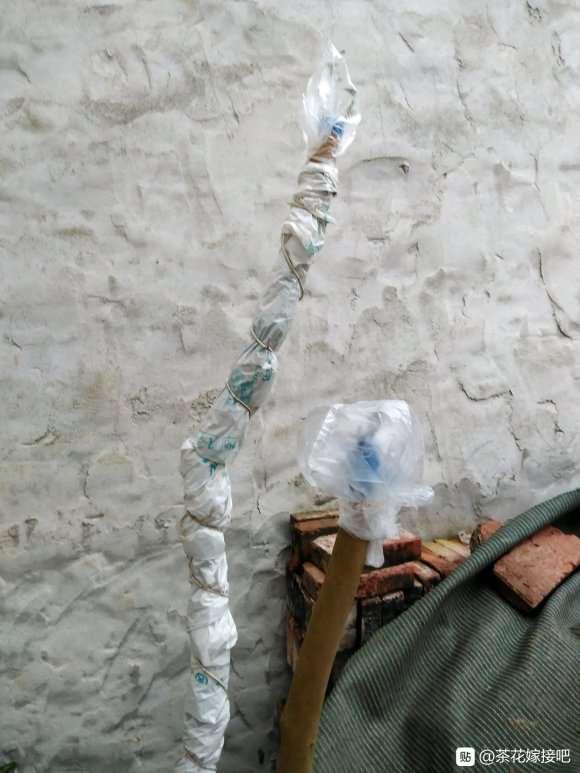 我自己嫁接的茶花下山桩 怎么样