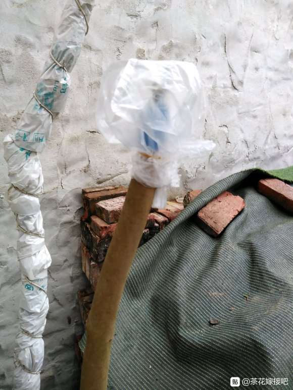 我自己嫁接的茶花下山桩 怎么样
