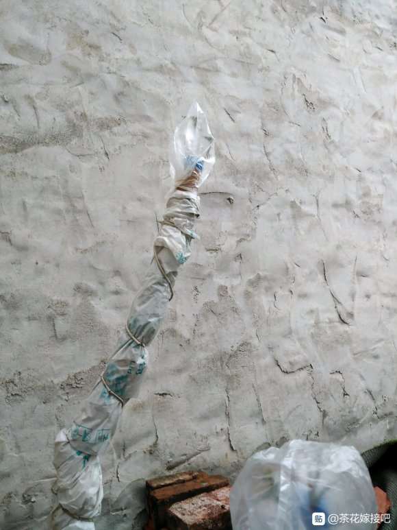 我自己嫁接的茶花下山桩 怎么样