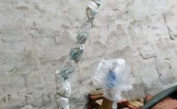 嫁接的茶花下山桩怎么缠膜的方法