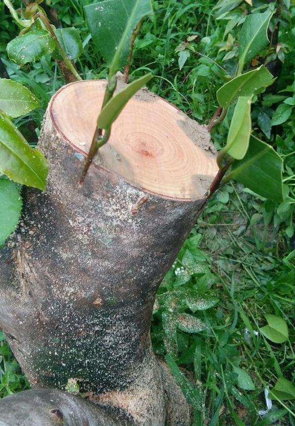 连蕊茶花下山桩怎么嫁接哈罗德