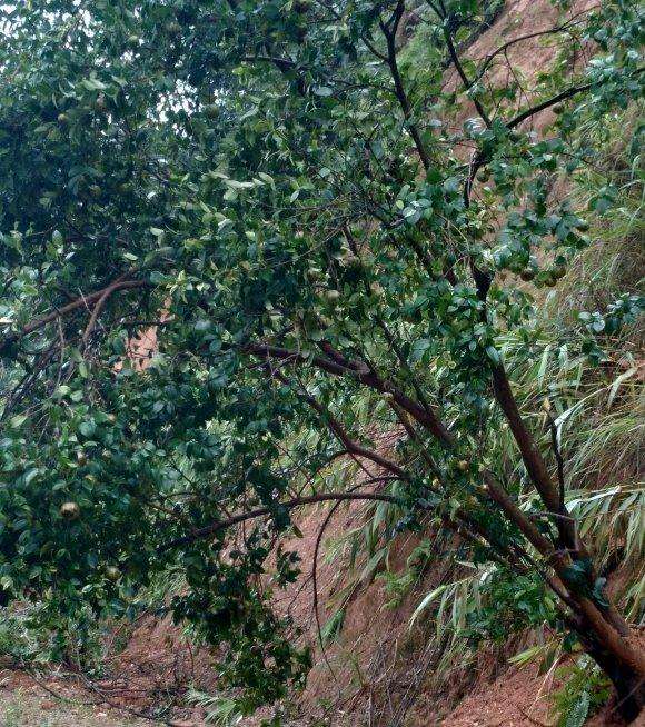 下马路边上有好多油茶下山桩