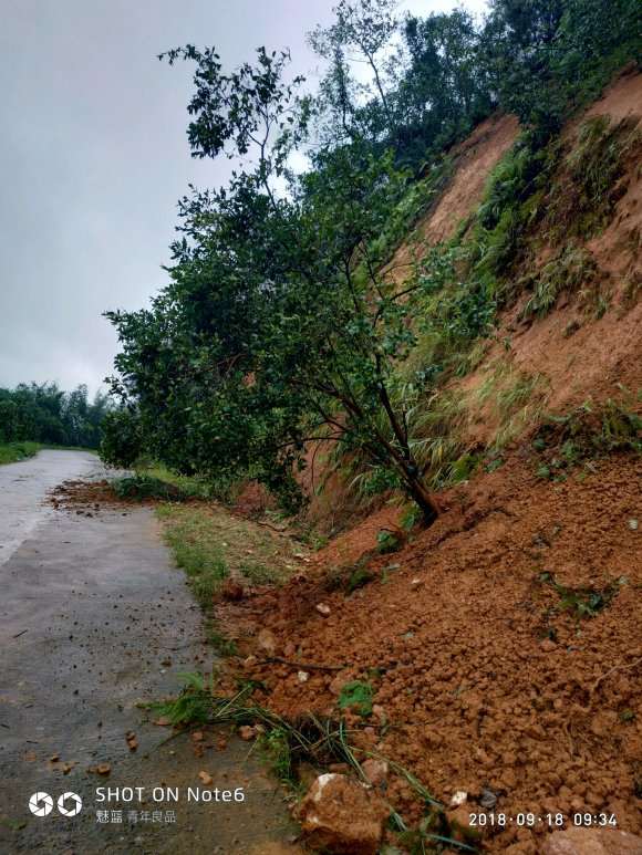 下马路边上有好多油茶下山桩