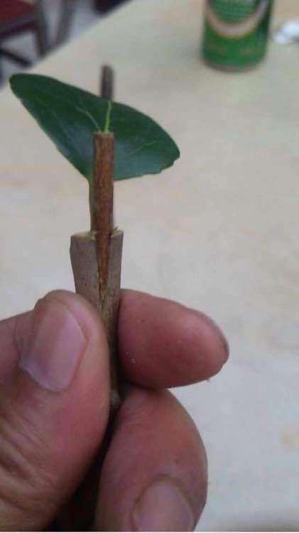 看我怎么嫁接茶花下山桩