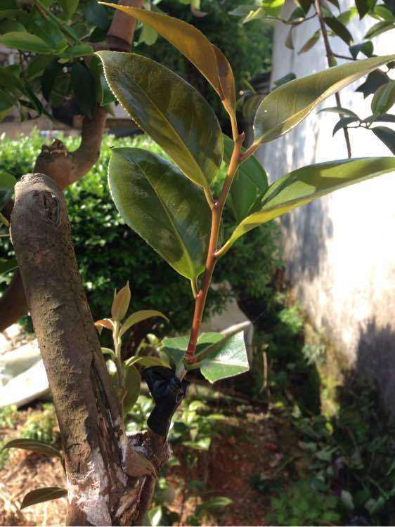 看我怎么嫁接茶花下山桩