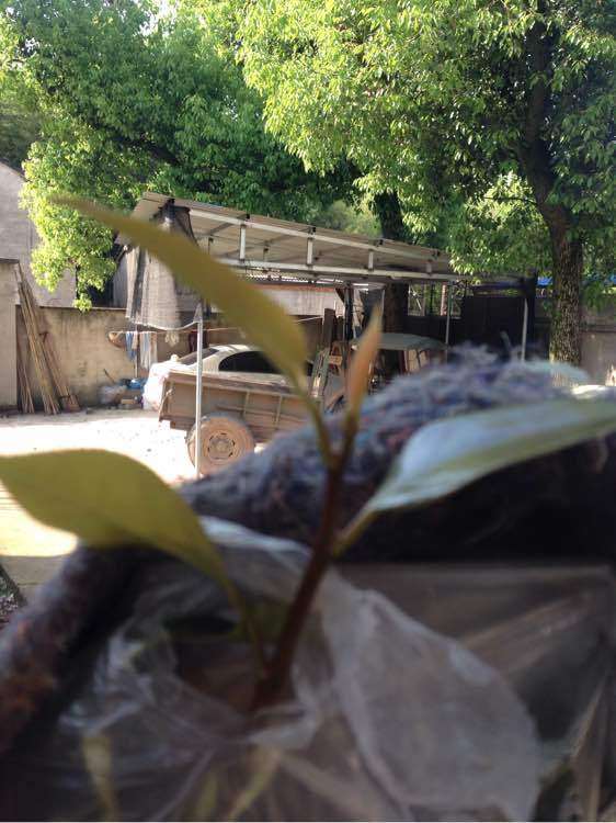 看我怎么嫁接茶花下山桩