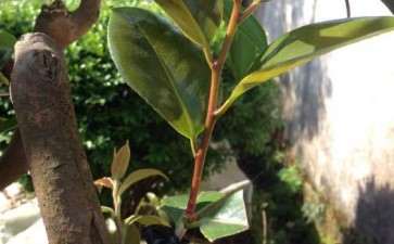 看我怎么嫁接茶花下山桩 图片