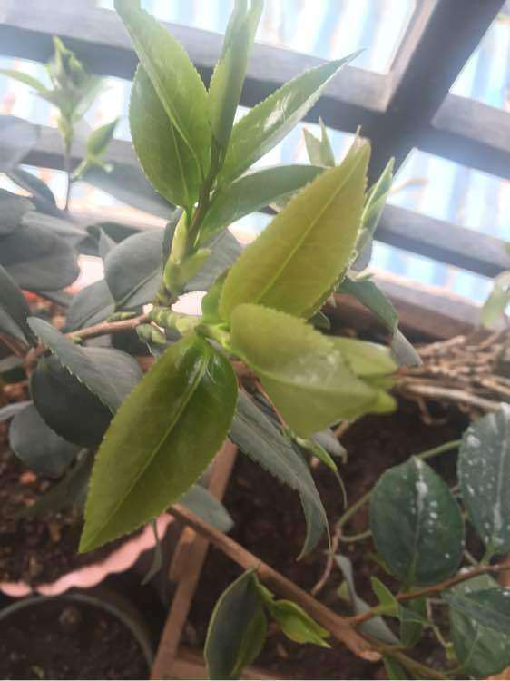 养了6年的茶花下山桩 只长叶子没开花