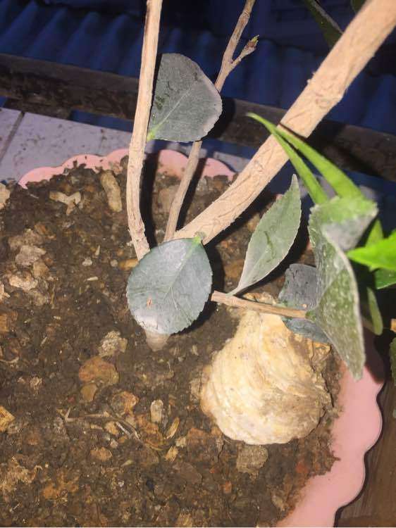 养了6年的茶花下山桩 只长叶子没开花