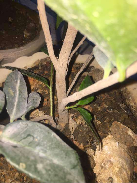 养了6年的茶花下山桩 只长叶子没开花