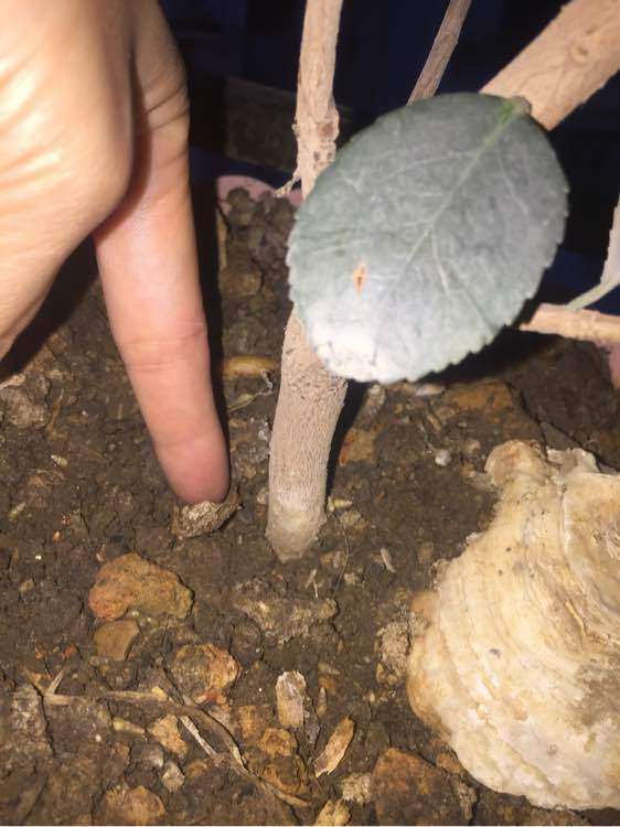 养了6年的茶花下山桩 只长叶子没开花