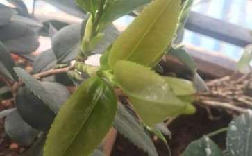 养了6年的茶花下山桩 只长叶子没开花