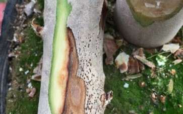 为什么茶花下山桩枝杆有这个现象 图片