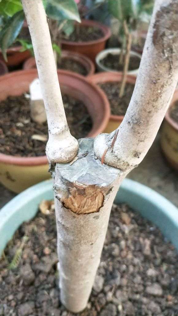 为什么很多人不要嫁接茶花下山桩苗