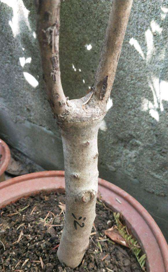 为什么很多人不要嫁接茶花下山桩苗