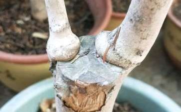 为什么很多人不要嫁接茶花下山桩苗