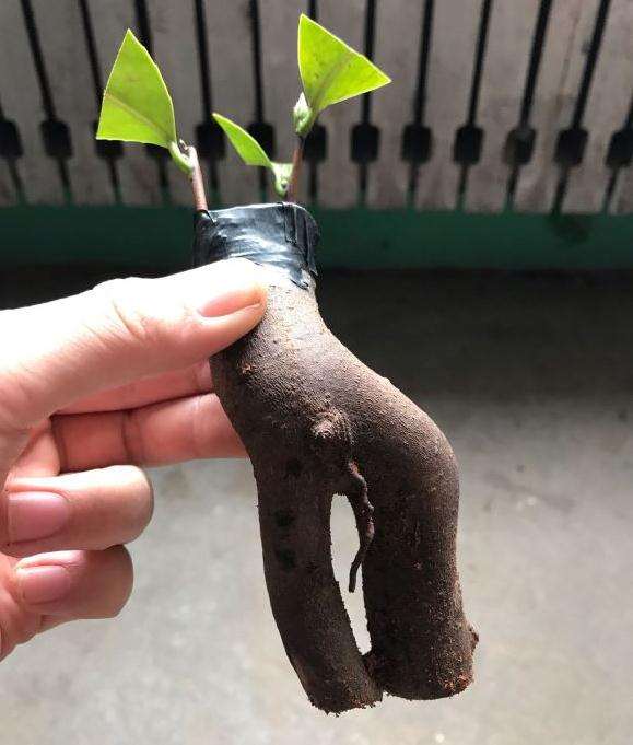 砧木是连蕊茶下山桩上锯下的根