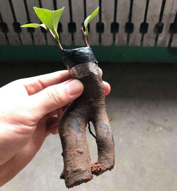 砧木是连蕊茶下山桩上锯下的根